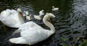 Mute Swans