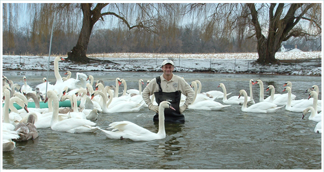 Domestic Swan Goose at Natomas Pond for the Apparent Sacramento